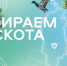Международный аэропорт Красноярск ищет своего героя - ИА Таймырский Телеграф
