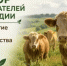 Объявление о проведении отбора получателей субсидии на поддержку приоритетных направлений агропромышленного комплекса (развитие мясного скотоводства) - Министерство сельского хозяйства