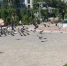 Под окнами дома на Коммунальной разгуливает краснокнижная птица - СуперОмск
