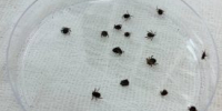 В Курганской области в конце лета активизируются клещи - Новый мир