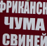 Владельцев свиней предупреждают об опасном вирусном заболевании - Администрация г.Комсомольска-на-Амуре