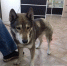 Как верный пёс спас хозяина от медведя в Углегорском районе - Агентство ветеринарии и племенного животноводства