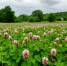 В Индии лев ранил пастуха при защите скота - ИА Общественная служба новостей