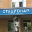 В Детской городской больнице № 3 Нижнего Тагила опровергли обвинения родителей, которые заявили, что их дочь в палате покусала бельевая вошь - Между Строк