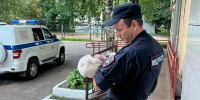 В Вологде изъяли младенца у матери, которая бросила его ради алкоголя - Вологда.РФ