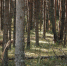 Ученые назвали дату гибели растений на Земле - Pln-Pskov.Ru