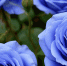 Плетистые розы для сада: 3 сорта, которые цветут шапками до снега и не боятся морозов до –30°C - ProGorodSamara.Ru