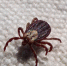 Фото: Pixabay - Мой район