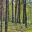 В Нижегородской области ожидается второй пик активности клещей - Tvoy-Bor.Ru