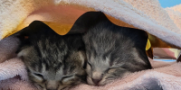 Воронежцы спасли двух тонувших в водохранилище котят - ГТРК Воронеж