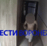 Неизвестный проник в квартиры лискинского ЖК и избил женщину - ГТРК Воронеж