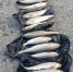 В Дагестане двоих мужчин будут судить за вылов нерестового кутума на 200 тысяч - Дагестанская правда