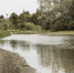 forest-near-river-landscape - ТРК Щелково