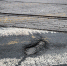 _NEV4570.jpg - NewKaliningrad.Ru