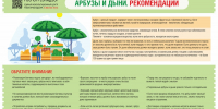 Рекомендации гражданам: Как правильно выбрать арбузы и дыни - Минпредторг Воронежской области