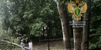Прокуратура начала проверку после гибели женщины и ребёнка из-за падения деревьев в парках Смоленска - SmolDaily.Ru
