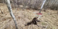 Полицейскому из Абакана вынесли приговор за убийство двух лосих - ИА Хакасия