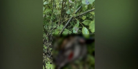 В Ольхонском районе задержаны браконьеры, убившие благородного оленя - Weacom.Ru