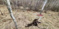 Двух лосих убил браконьер из Абакана. Его наказали штрафом в 800 тыс. руб. и дали условный срок - Медиагруппа Юг Сибири