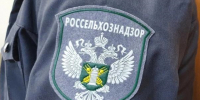 Импорт цветов в Приамурье из Китая вырос на 67% по сравнению с прошлым годом - gtrkamur.ru - ГТРК Амур