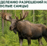Опубликованы протоколы результатов жеребьёвок по распределению разрешений на добычу лося (взрослые самцы) - Госохотдепартамент Тюменской области