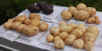 Фото: Михаил Котюков, МАХ канал - НИА