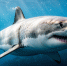Большая белая акула Изображение создано при помощи ИИ (18+) - ИА Eaomedia.Ru