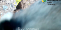 В фотоловушку в Бурятии попался кое-то полосатый и мордатый - ИА Байкал-Daily