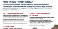 Осторожно! Грипп птиц! - Южский район