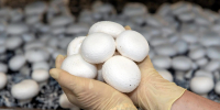 Продукция грибной фермы из Иркутской области признана лучшей в России по итогам отраслевого конкурса - Правительство Иркутской области