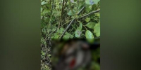 В Ольхонском районе Иркутской области выявлен факт незаконной добычи благородного оленя - Baikal24.Ru