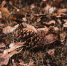 selective-focus-shot-brown-leaves-cones-ground.jpg - Gorod3466.Ru