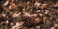 selective-focus-shot-brown-leaves-cones-ground.jpg - Gorod3466.Ru