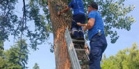 В Курске демонтировали тарзанки для прыжков в воду на реке Тускарь и Стрелецком озере - Курские Известия