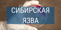 Сибирская язва у крупного рогатого скота: важно знать - Управление ветеринарии