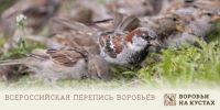 За перепись воробьев волгоградцы могут получить волонтерские часы - Volganet.Net