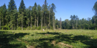 Опасная красота подстерегает в подмосковных лесах - ОКА-ФМ