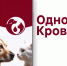Информируем владельцев животных Ивановской области о работе Портала донорской помощи животным "Одной Крови" - Служба ветеринарии