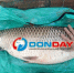 Громадного амура выловила жительница Ростовской области в Дону - DonDay.Ru