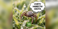 Стали менее вкусными? От укусов клещей пострадали в 1,5 раза меньше южноуральцев - 31TV.RU