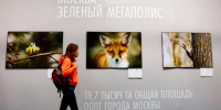 Фестиваль «Золотая черепаха» по решению Собянина пройдет в декабре в Москве - Восточный округ