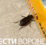 В воронежском Шилове началось нашествие жужелиц - ГТРК Воронеж