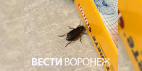 В воронежском Шилове началось нашествие жужелиц - ГТРК Воронеж