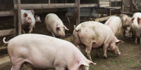Грузия в разы увеличила объемы импорта агропромышленной продукции из Воронежской области - Bloknot-Voronezh.Ru