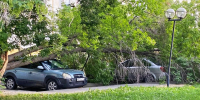 Дерево рухнуло на припаркованные автомобили в Новосибирске - Gorsite.Ru