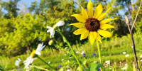 Жара до +37 °C: прогноз погоды в Оренбуржье - Time56.Ru
