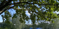 В Орле насчитали почти 700 гектаров зелени - OrelGrad.Ru