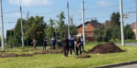 Во Владимире на улице Комиссарова высадят 40 пирамидальных тополей - PRO Город Владимир