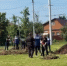 Во Владимире на улице Комиссарова высадят 40 пирамидальных тополей - Progorod33.Ru