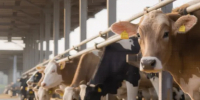 Эксперт Тихонов рассказал о причинах удешевления молочной продукции - GlobalMSK.Ru